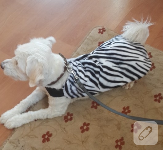 Zebra desenli köpek kıyafeti