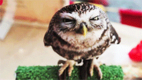 Cute-owl-2